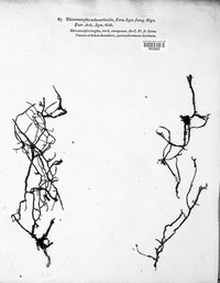 Rhizomorpha subcorticalis image
